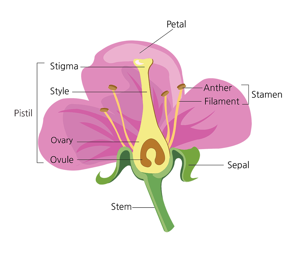 <p>sporophyte</p><p>ovary </p>
