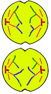 Spindle fibres pull chromosomes to poles 