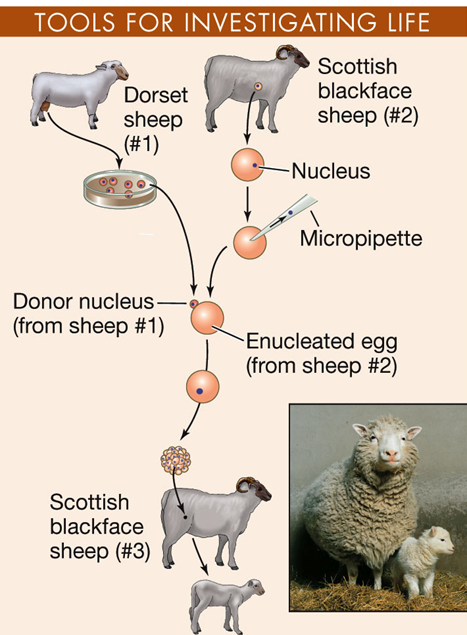 <p>Dolly the sheep cloned from a single mammary cell in 1996</p><p>Changed all the rules but is a bioethical nightmare.</p>