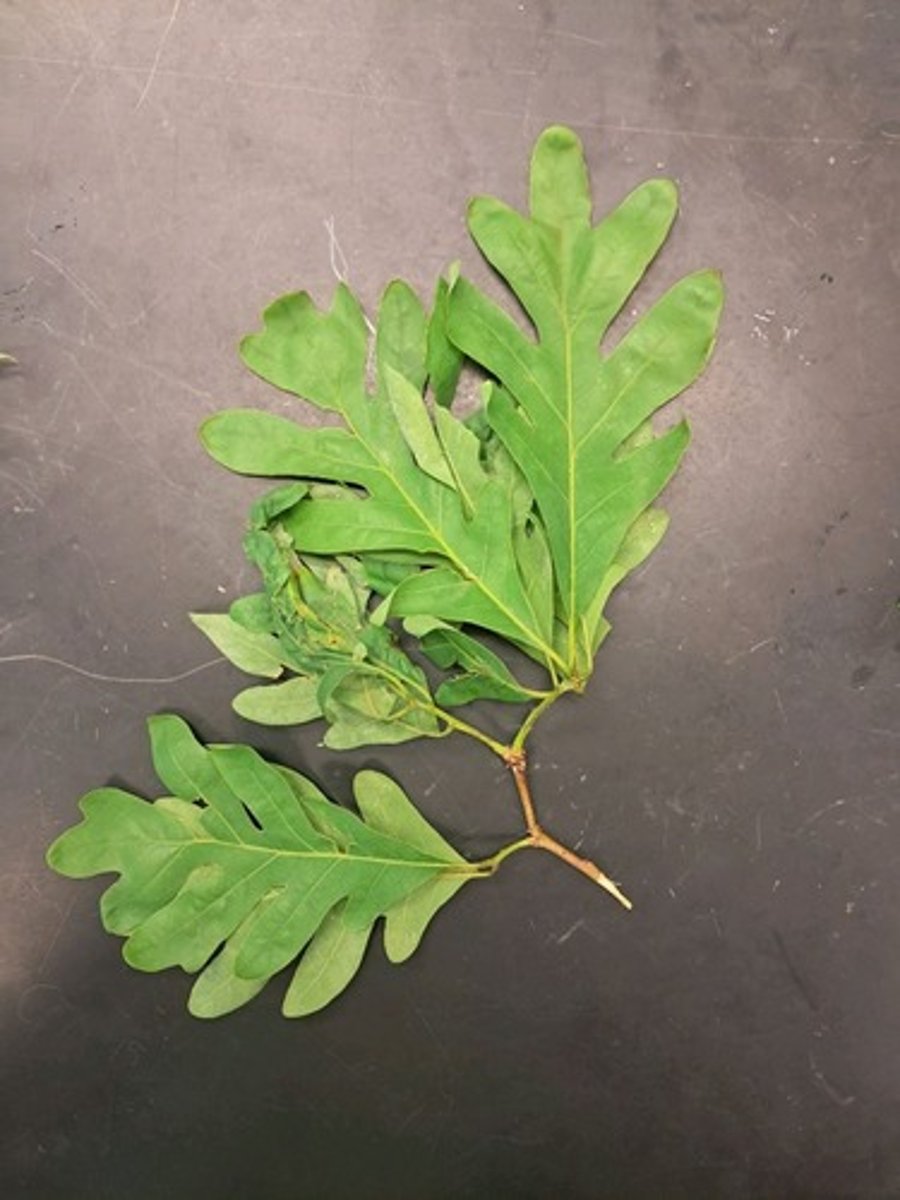 <p>What is the common name of this plant?</p>