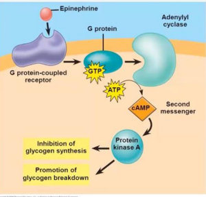 <p>For epinephrine = adrenergic/adreno receptors. Epinephrine accepts the ligand in this pathway</p>