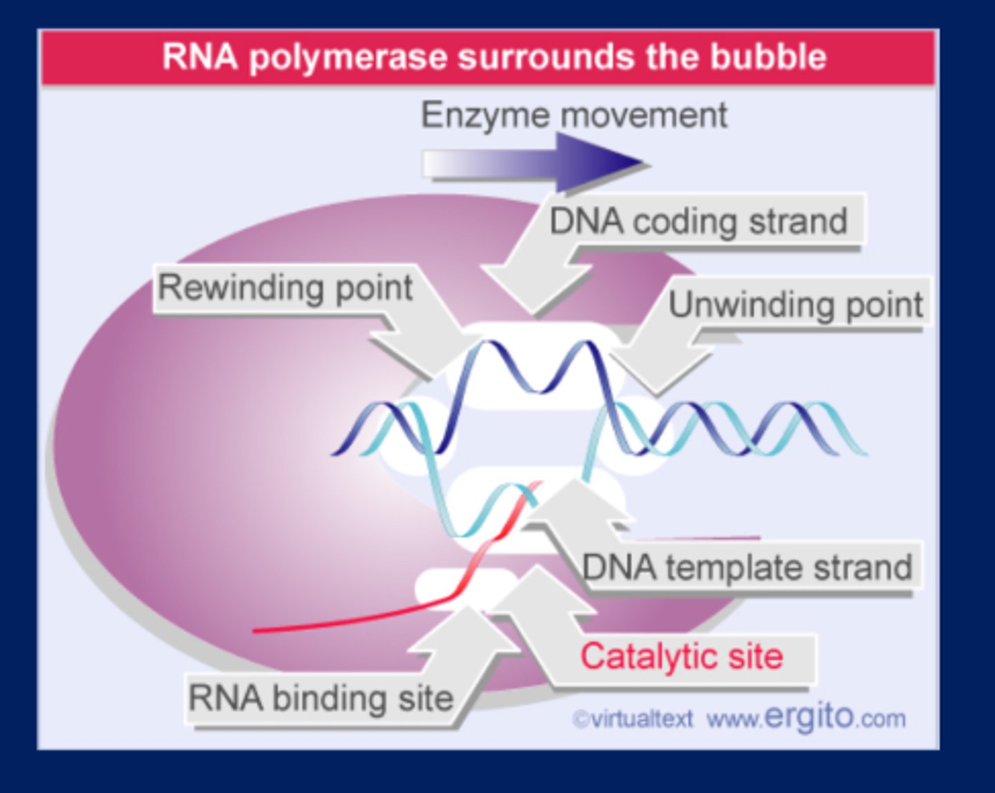 <p>During transcription, the bubble is maintained within/held together by bacterial RNA polymerase, which unwinds and rewinds DNA, maintains the conditions of the partner and template DNA strands, and synthesizes RNA</p>