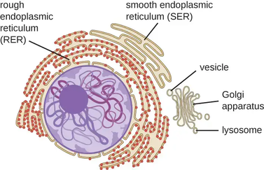 <p>structure of smooth endoplasmic reticulum (SER)</p>