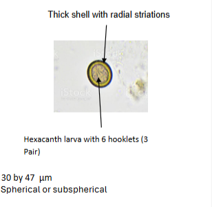 <p>What is the genus, species, and stage of this parasite?</p>