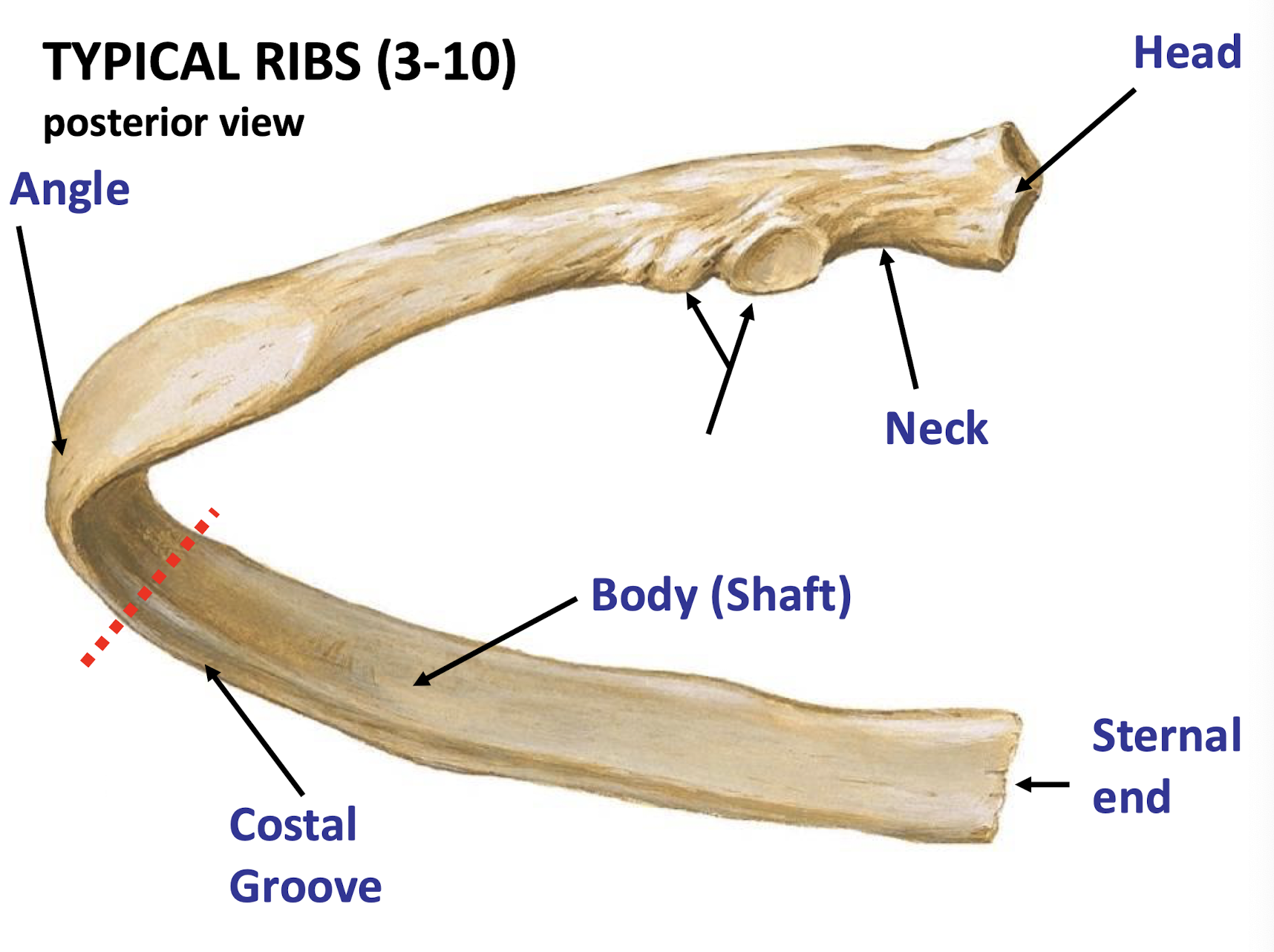<p>Part of the rib that connects to the vertebrae at costal facets</p>