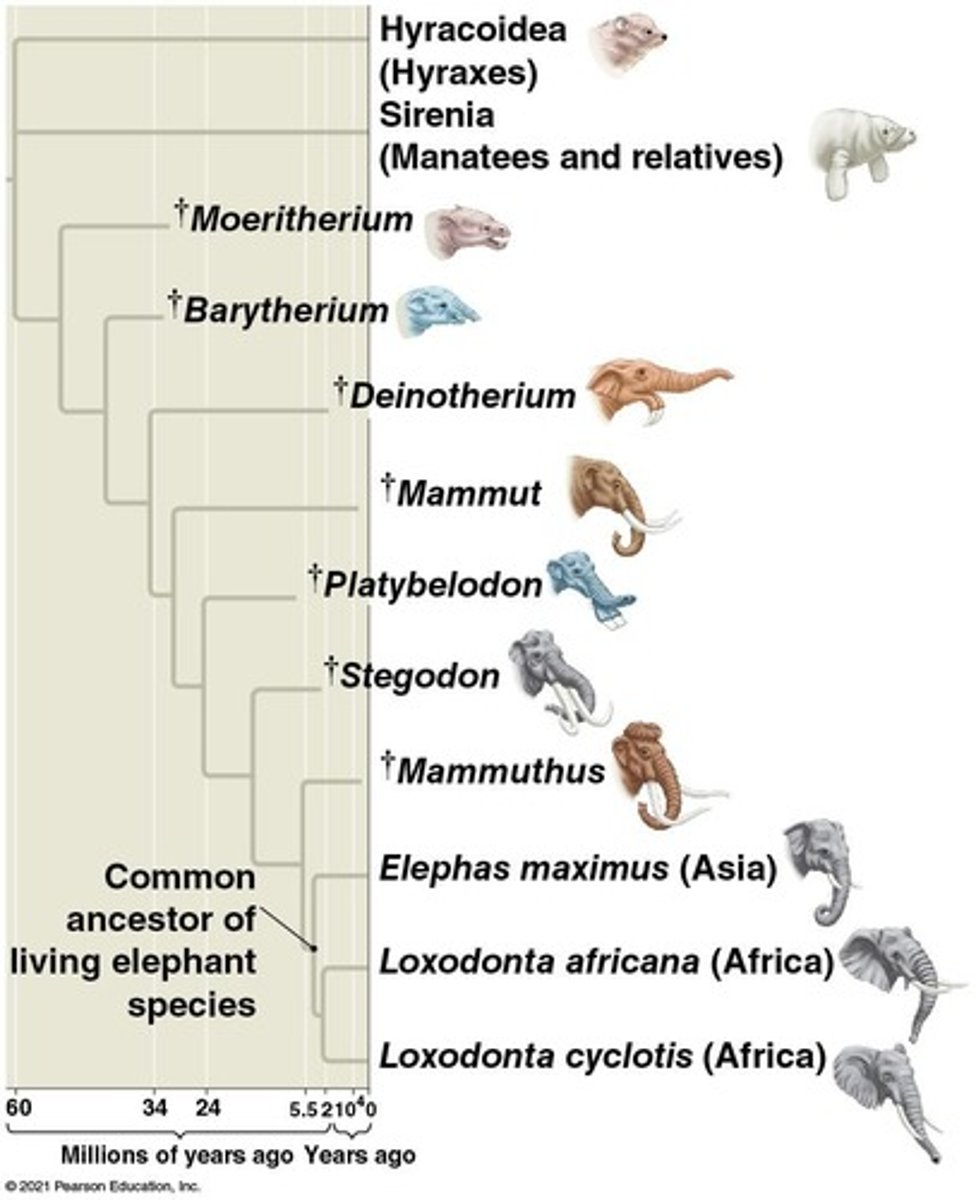 <p>It visually represents the evolutionary relationships and descent among species, showing common ancestors.</p>