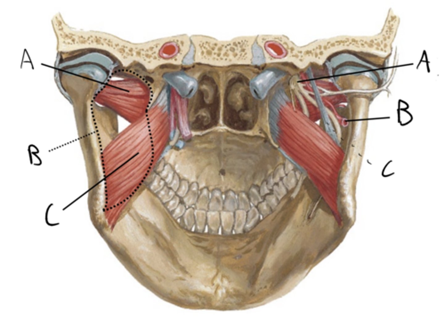 knowt flashcard image