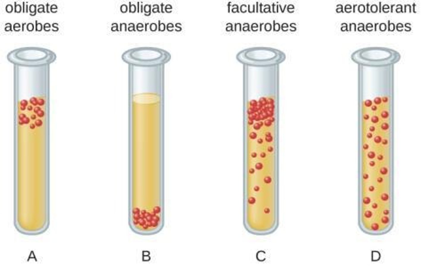 <p>Media used for cultures with low oxygen levels or complete absence of oxygen.</p>
