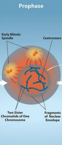 <ul><li><p>nuclear envelope breaks down</p></li><li><p>membranous organelles (ex. golgi complex, endoplasmic reticulum) disperse to edge of cell</p></li><li><p>nucleolus disappears</p></li><li><p>centrosomes being migration to poles</p></li><li><p>microtubules of spindle form and push apart</p></li><li><p>sister chromatids coil tighter</p><ul><li><p>aided by condensin proteins</p></li></ul></li></ul><p></p>