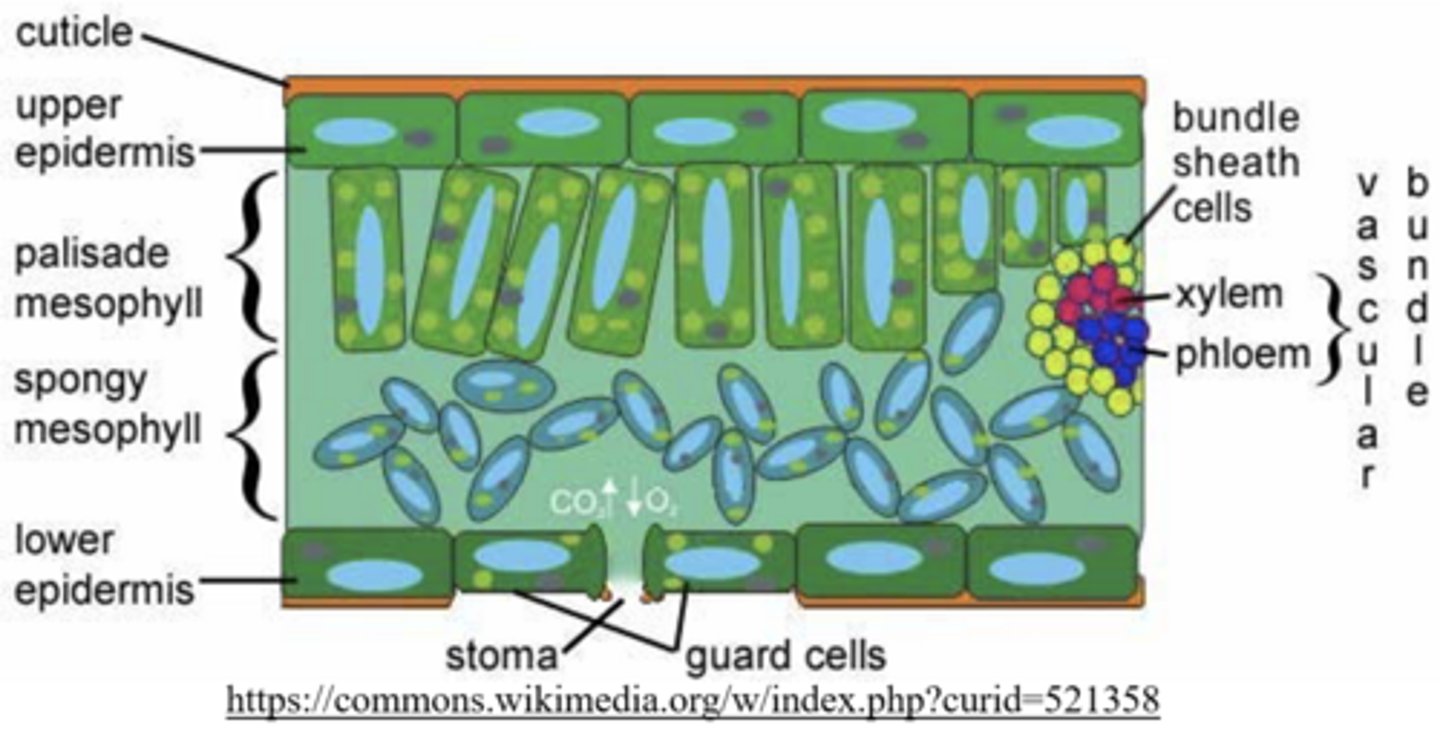 <p>palisade; spongy</p>