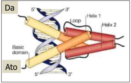 <ul><li><p>Transkriptionsfaktor der Achaete-Scute (ASC) Familie</p></li><li><p>hat bHLH Domäne (evolutiv konserviert)</p></li><li><p>bildet Heterodimer mit Daughterless (Da; auch bHLH Faktor)</p></li><li><p>w-Mutanten sind auch ato-Mutanten; Erzeugt genetisches Mosaikgewebe</p></li><li><p>R1-R7 können sich auch bei ato-Mutante korrekt differenzieren → d.h. Aktivität von ato nicht für Bildung dieser Zellen nötig</p><p>Atonal wird für R8 gebraucht → ohne atonal kein R8 → ohne R8 kein Ommatidium (R8 ist Voraussetzung für Ommatidium)</p></li><li><p>durch Notch wird ato in lateralen Zellen inhibiert</p></li></ul>