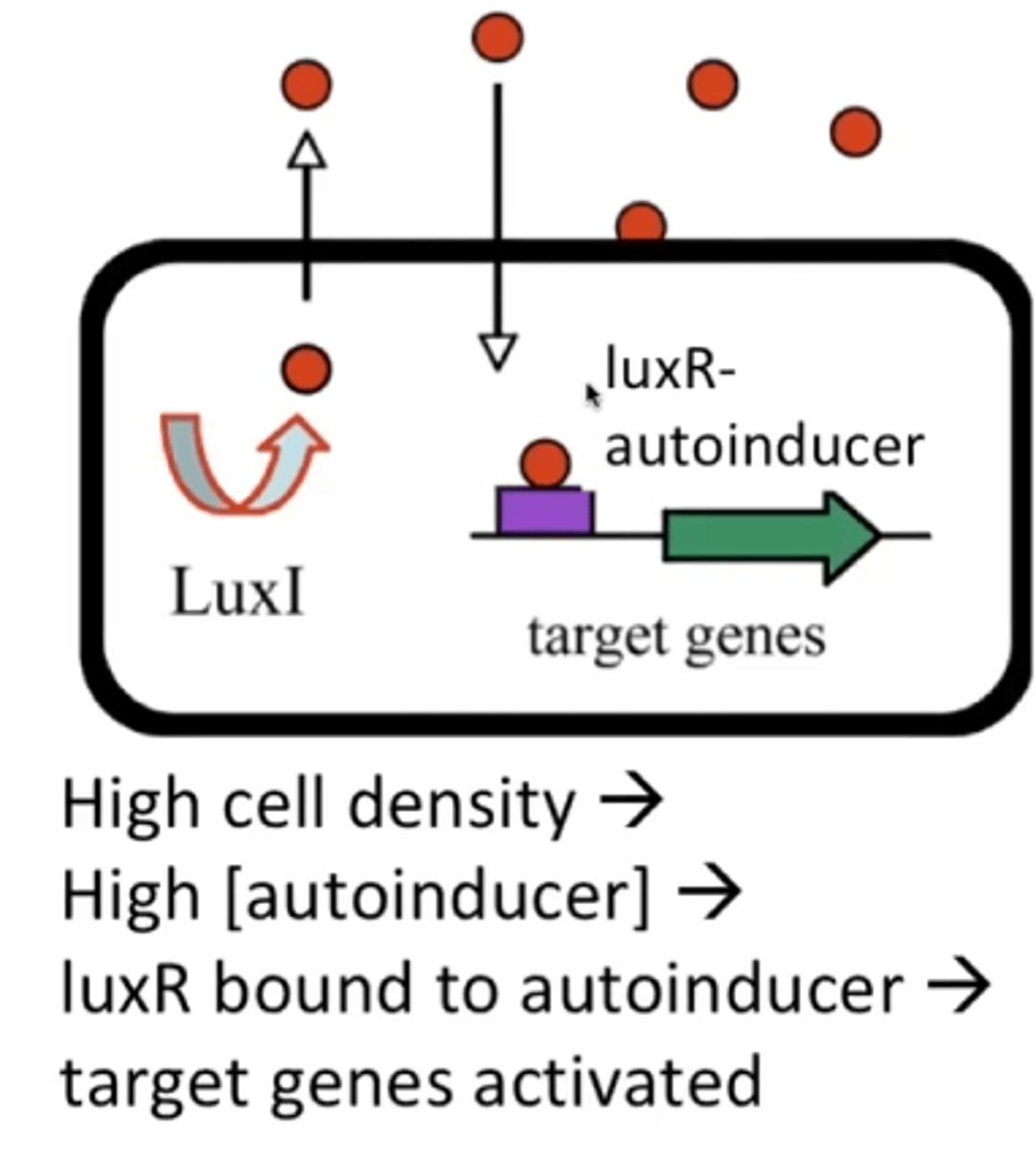 <p>A DNA binding transcriptional activator but needs high concentrations of autoinducer.</p>