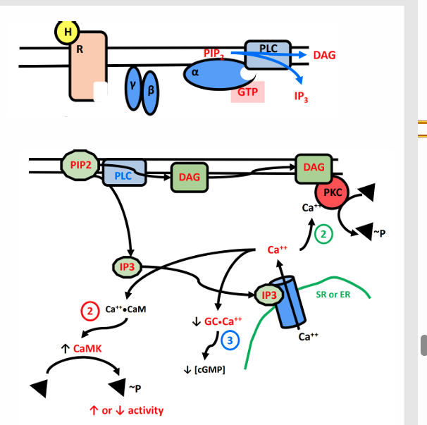<ul><li><p>α1 receptors</p></li><li><p> • Receptor activation leads to activation of Phospholipase C </p></li><li><p><strong> Converts PIP2 to IP3 and DAG</strong></p></li><li><p><strong> • DAG activates PKC and IP3 induces calcium release from the SR</strong></p></li></ul><p></p>