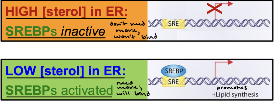 <p>High sterol means no more cholesterol is needed, so SREBPs are inactive and the gene is not transcribed. Low sterol means more cholesterol is needed, so SREBPs are active/cleaved and bind the SRE for transcription of the gene, promoting lipid synthesis.</p>