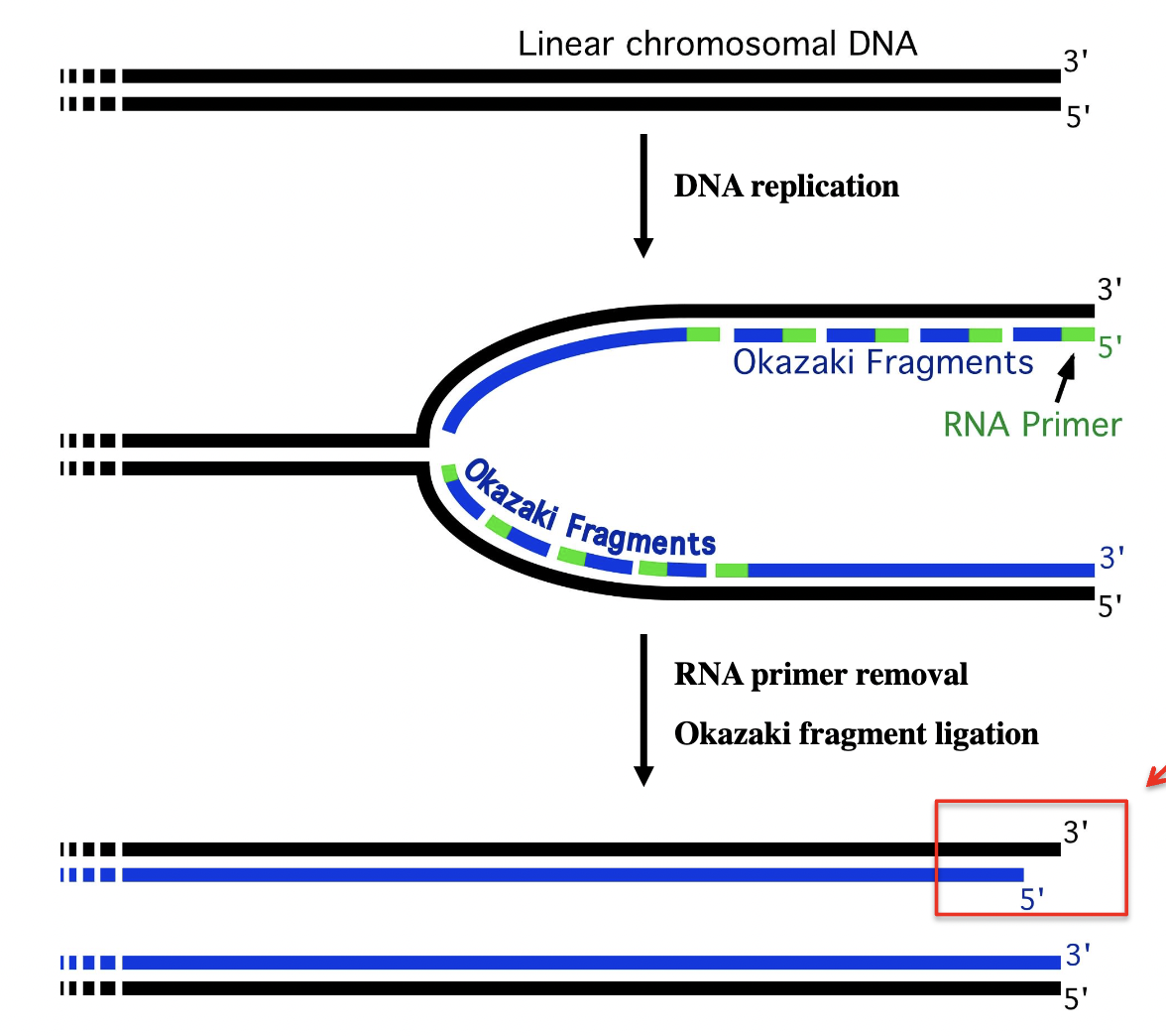 <p>RNA primer on 5’ end of an Okazaki fragment cannot add DNA into gap so ends get shorter</p>