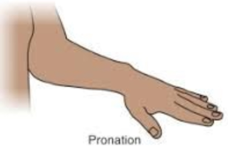 <p>Pronation</p>