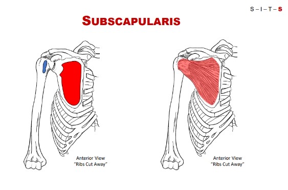 <p>Subscapular fossa.</p>