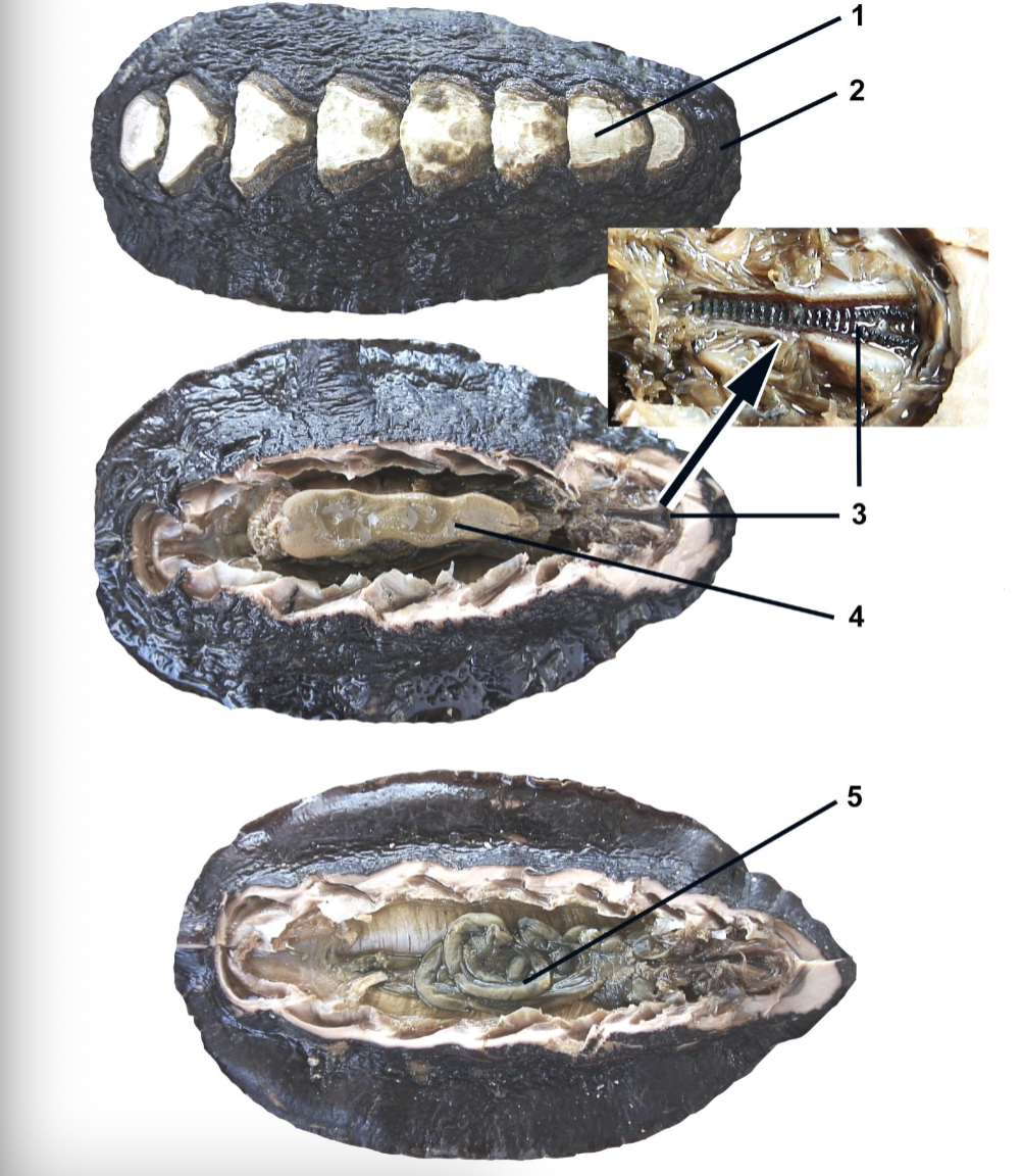 <p>Identify the labeled parts of this polyplacophora dissection</p>