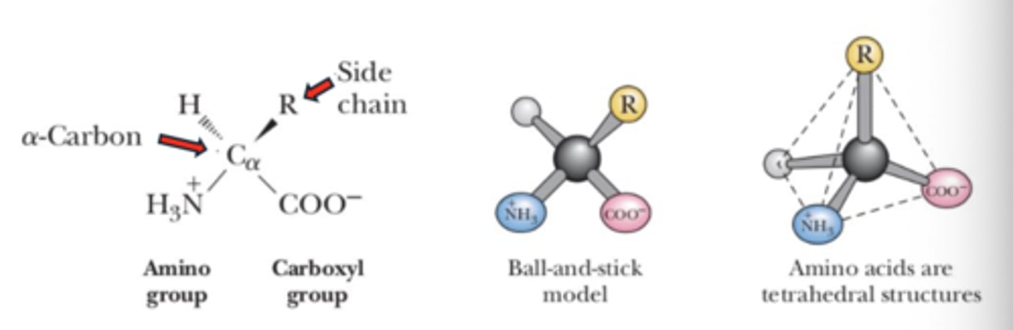 <p>Central atom (α carbon) atom</p><p>primary / α carboxyl group (COO-)</p><p>primary / α amine group (NH3+)</p><p>Hydrogen atom (H)</p><p>Side chain (R)</p>