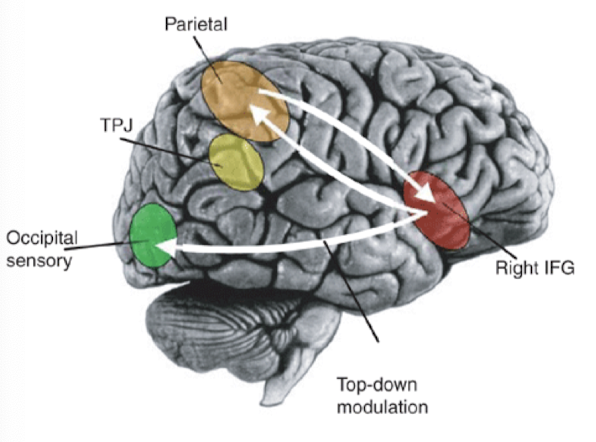 <ul><li><p>Congruent and incongruent global and local features</p><ul><li><p>Slip of Attention → longer reaction time reporting local property of an incongruent stimulus</p></li></ul></li><li><p>Cortical properties/systems active in a slip of attention → IFG, MFG, ACC (default attentional framework)</p></li><li><p><strong>Inferior frontal gyrus (IFG) </strong>→ stimulus-triggered orientation of attention</p></li><li><p><strong>Middle frontal gyrus (MFG) </strong>→ maintaining task goals in working memory</p></li><li><p><strong>Anterior cingulate cortex (ACC) </strong>→ conflict monitoring/resolution </p></li></ul>