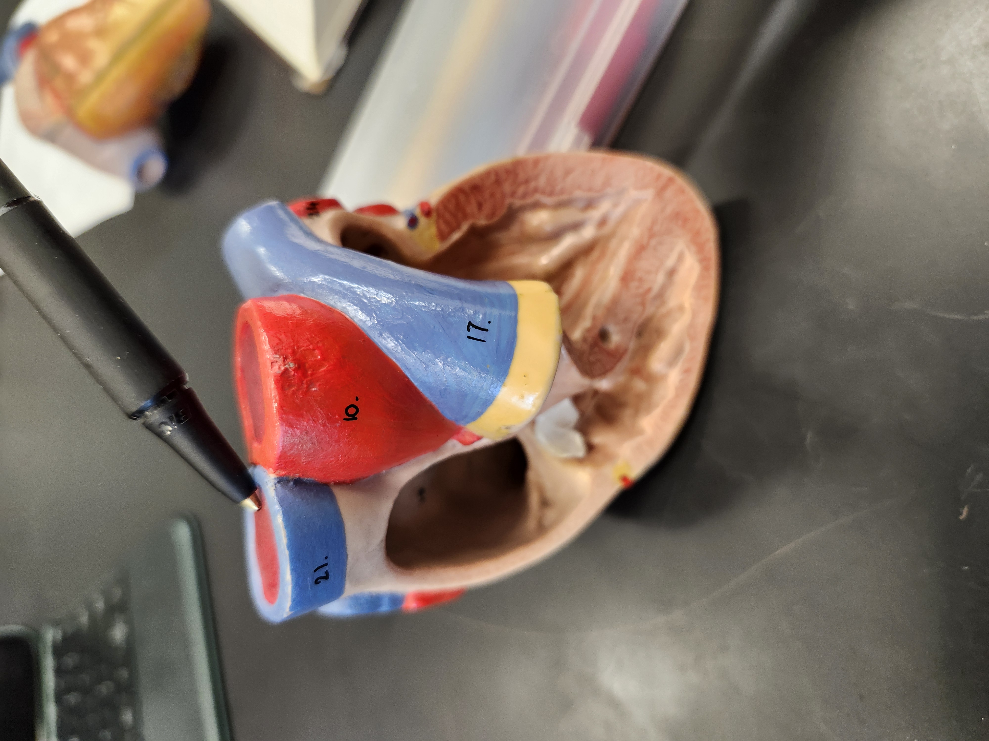 <p>Function?</p>