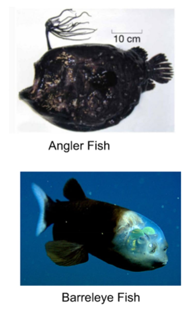 <p>- Deep-water nekton lack abudnant food and mainly consume detrius or each other</p><p>- This limits the size and number of organisms that can survive in the deep sea</p><p>- Bioluminescence:</p><p>- Bioluminescence can be used to lure in food or find mates</p><p>- Photophores are structures used to produce bioluminescne</p><p>- Some animals use chemical reactions to produce light themselves while others have symbyotic relationships with other organisms like dinoflagellates, which produce light for them</p><p>- Large, sensitive eyes that can pick up on light produced by other creatures</p><p>- Large, sharp teeth that clamp down on prey to prevent them from escaping</p><p>- Expandable bodies that allow nekton to ingest species that are larger than they are</p><p>- Hinged Jaws that allow nekton to capture and swallow large prey</p>