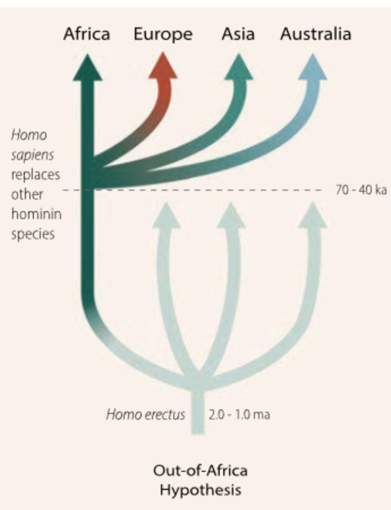 <p>Argues modern humans originated recently in Africa, replacing archaic populations elsewhere </p>