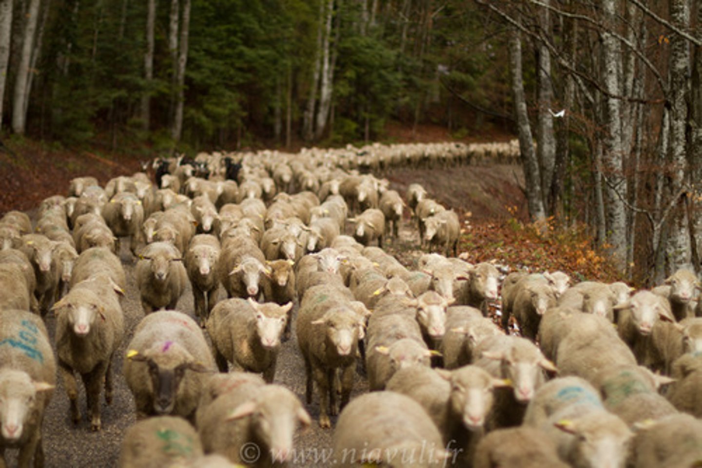 <p>The seasonal migration of livestock between mountains and lowland pastures.</p>