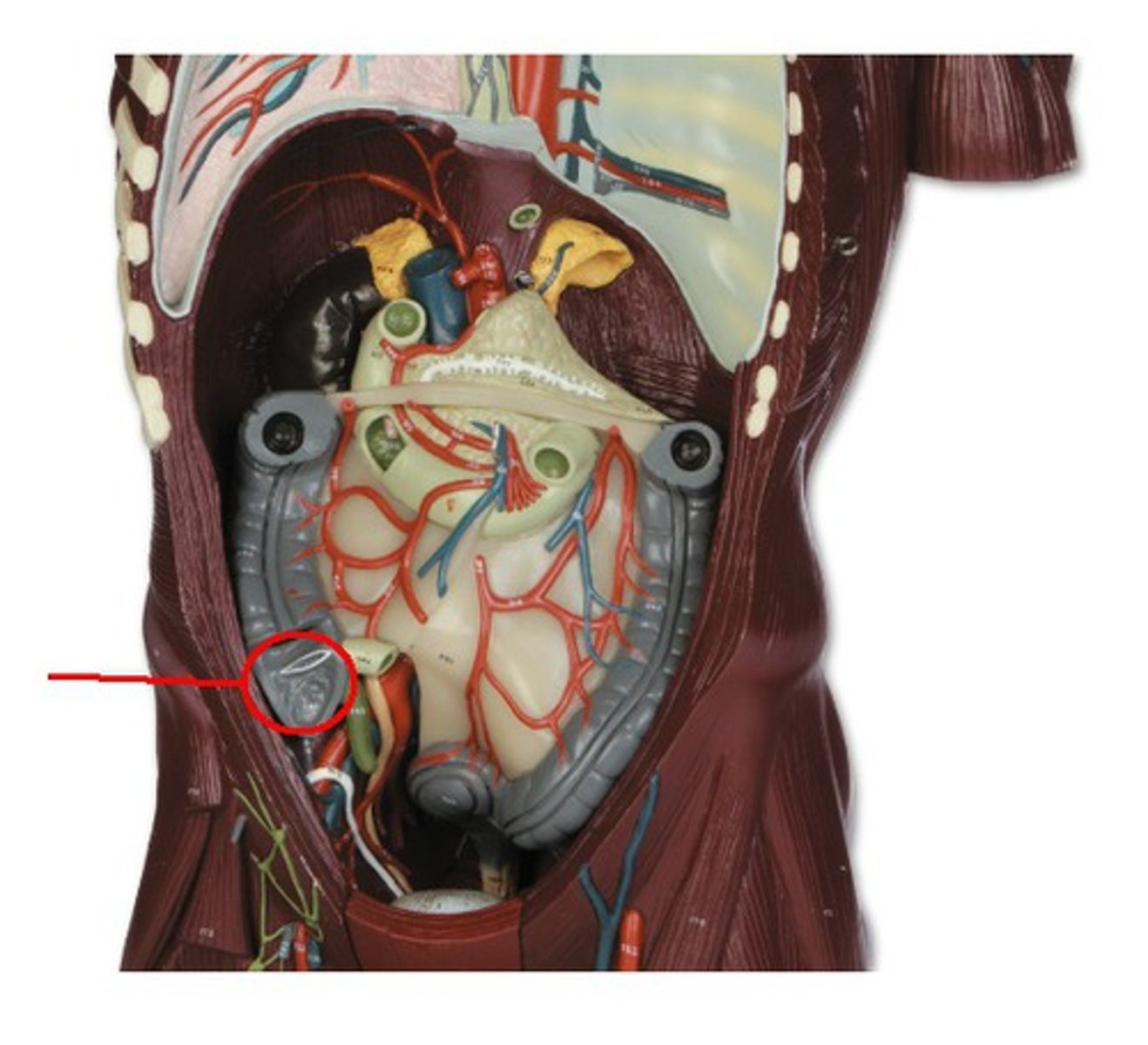 <p>Identify the structure, organ, or bone.</p>
