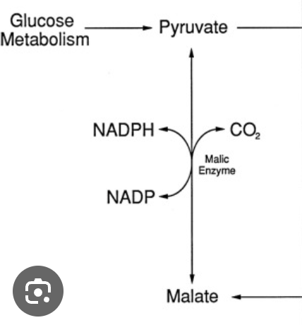 <ol><li><p><strong>Pentosfosfat-vägen</strong>: När glukos-6-fosfat omvandlas till ribos-5-fosfat kommer den oxidativa vägen att generera NADPH.</p></li><li><p><strong>Oxidation av malat til pyruvat</strong>: I glukosmetabolism kan malat oxideras till pyruvat och då genereras NADPH. Det sker genom citrulin-transport till cytosol. Citrat → Acetyl-CoA + OAA → malat → pyruvat. </p></li></ol>