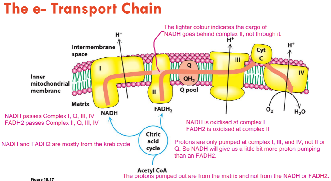 <p>NADH passes complex I, Q, III, IV.</p><p>FADH<sub>2</sub> passes complex II, Q, III, IV.</p><p>NADH is oxidised (donates H/e<sup>-</sup>) at complex I and FADH<sub>2</sub> is oxidised (donates H/e<sup>-</sup>) at complex II.</p><p>Protons are only pumped at complex I, III, and IV, not II or Q. So NADH will give us a little bit more proton pumping than an FADH2.</p><p>Around 10 protons are pumped out for each NADH.</p>