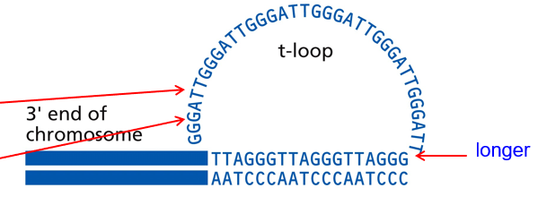 <p>Telomerase in Action</p>