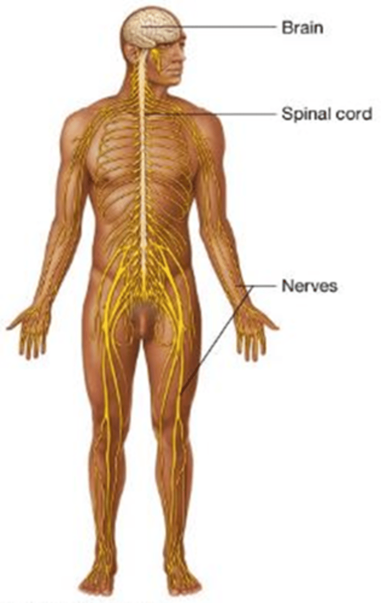 <p>Which body system regulates body functions and provides sensation, movement, automatic functions, and mental functions?</p><p>A) Endocrine system</p><p>B) Nervous system</p><p>C) Muscular system</p><p>D) Respiratory system</p>
