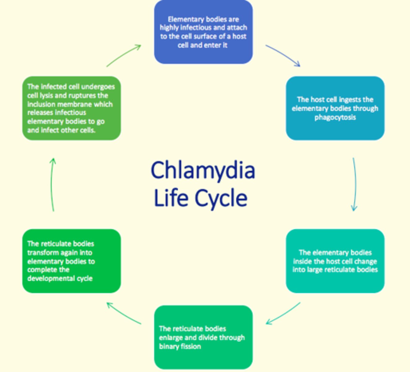 <p>The bacteria enters the body via breaks in mucous membranes (e.g., micro-tears) and takes on two forms in its life cycle...</p><p>1) Elementary body (small, rigid-walled, infectious particles that remain alive even after exiting host cell)</p><p>2) Reticulate body (larger, thin-walled, non-infectious particles that undergo cell division via binary fission)</p>
