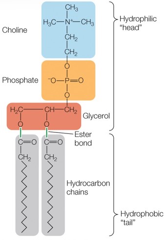 two fatty acids and a phosphate compound bound to a lipid, phosphate group has negative charge so head is hydrophillic