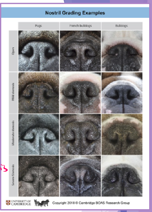 <p>BOAS stenotic nares </p>