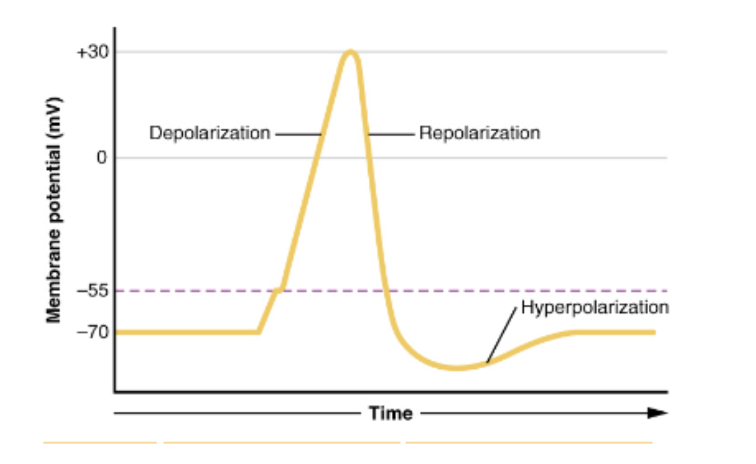 <p>What is hyperpolarization?</p>