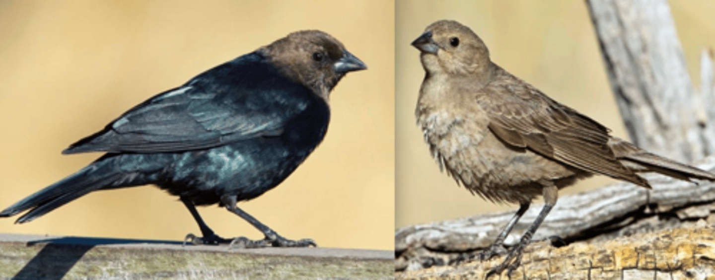 <p>Brown-headed Cowbird</p>