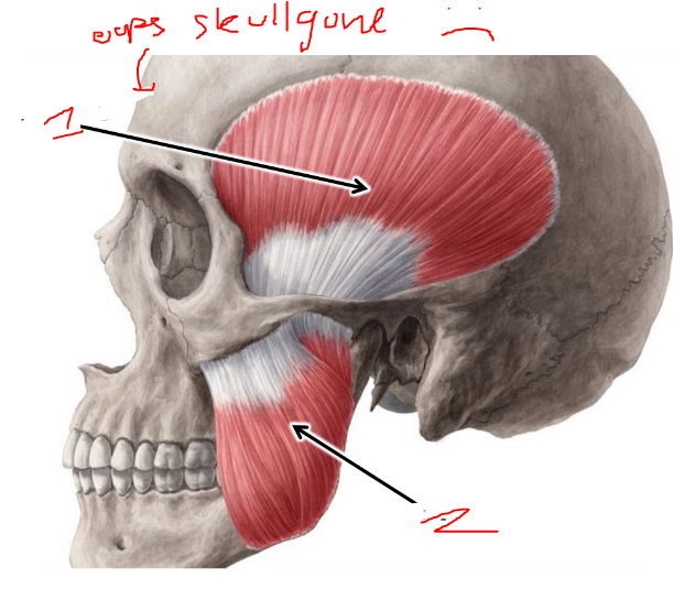 <p>name these muscles</p>