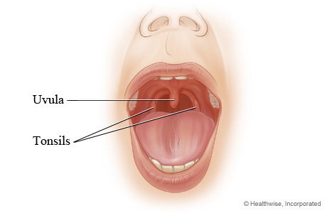 <p>Responsible for trapping and removing bacteria/pathogens entering throat</p>