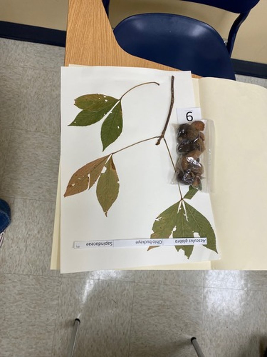 <p>Aesculus glabra (Sapindaceae)</p>