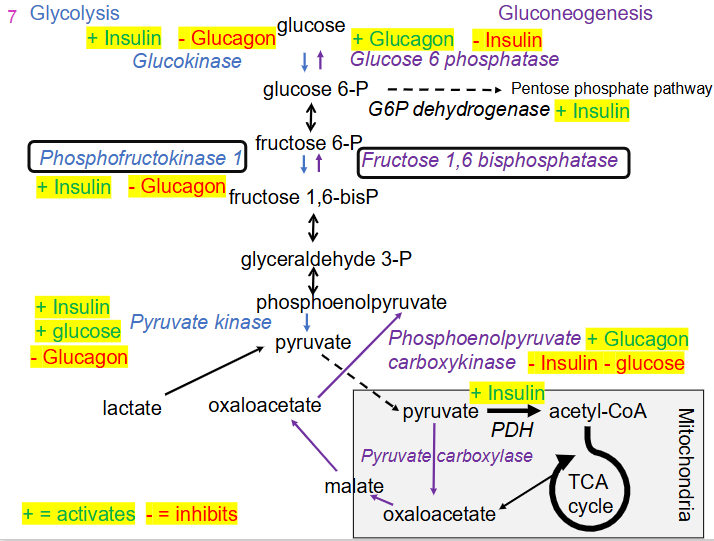 <p>Relationship between Glucose Regulating Hormones and Glycolysis and Gluconeogenesis</p>