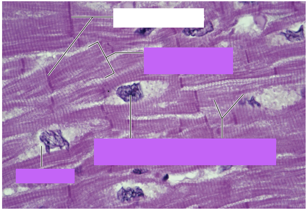 <p>Name the type of tissue</p>