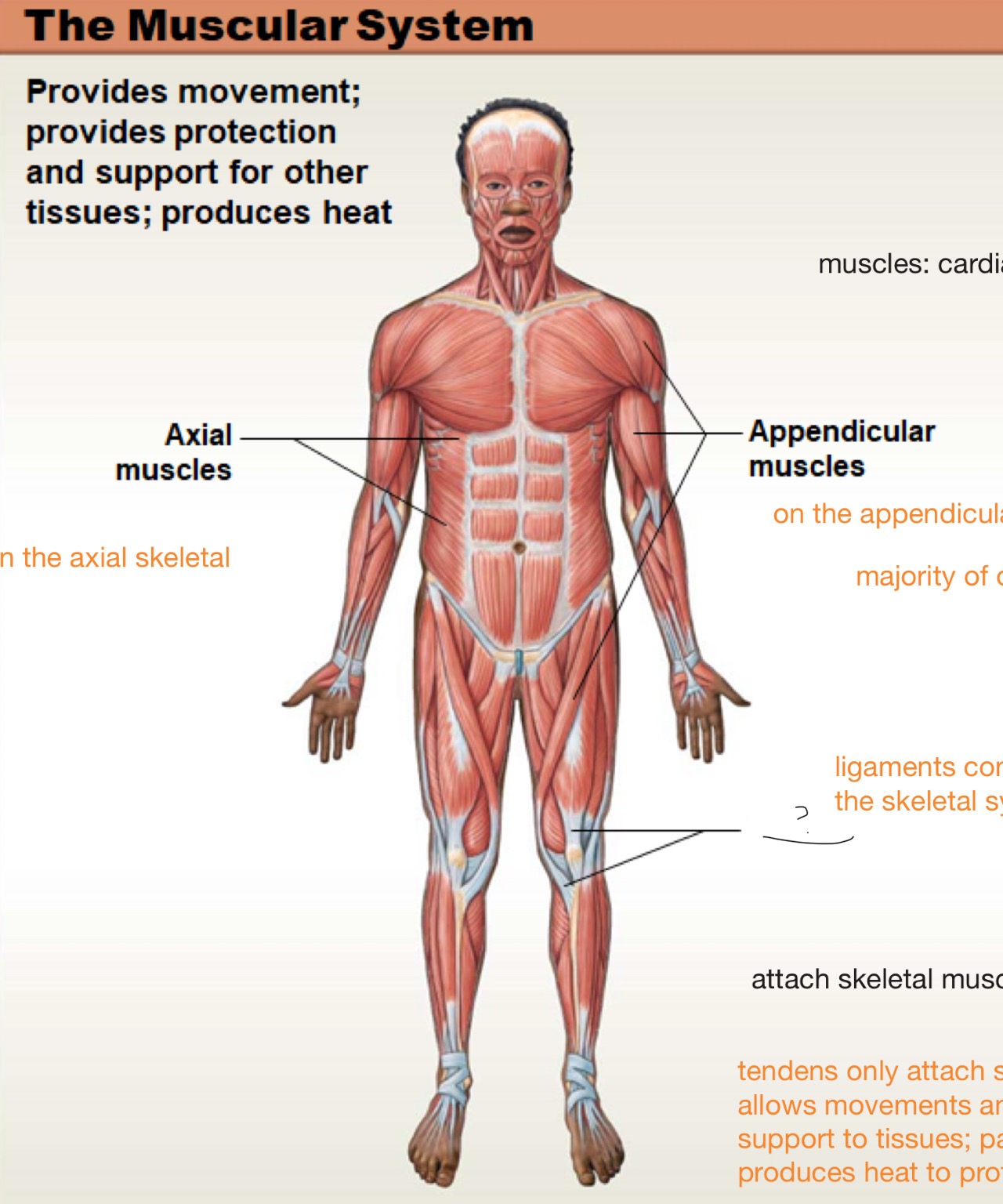<p>attach skeletal muscle to bones and allows movement and provides protection and support to tissues</p>