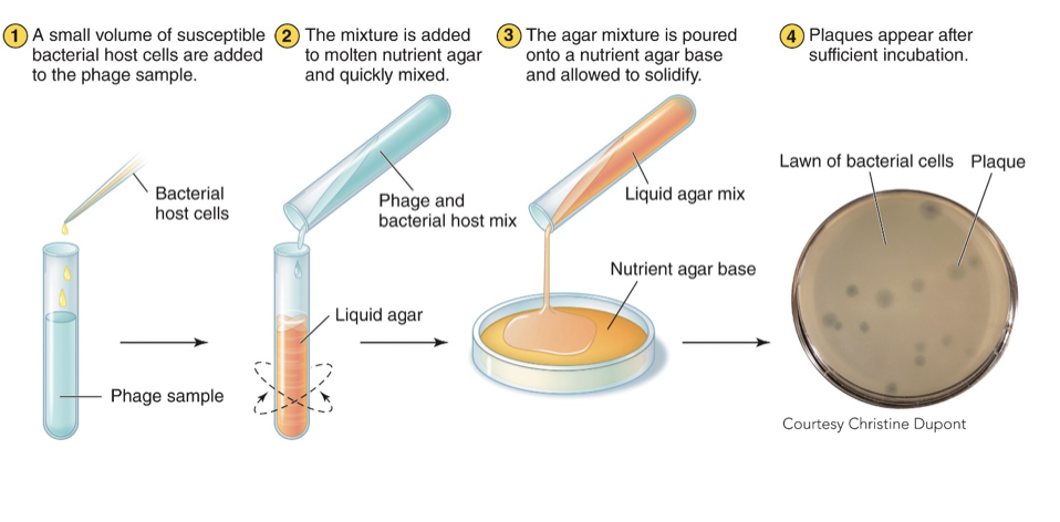 <p>Bacteriophage need a host cell to replicate (bacteria) and can be grown in either liquid or solid culture</p>
