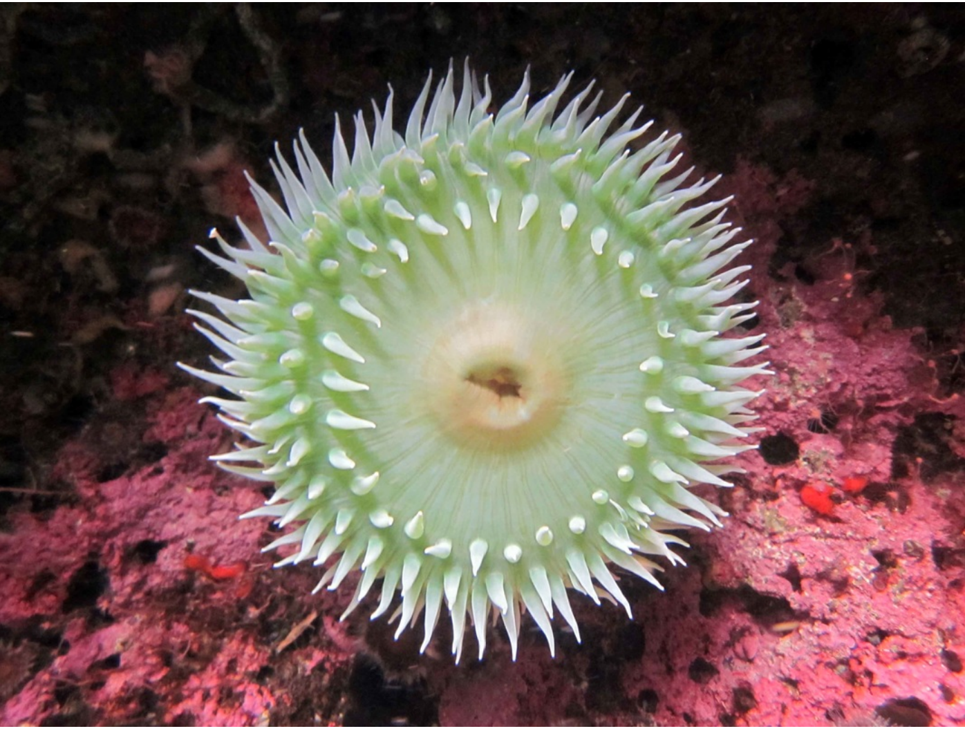 <p>Giant Green Anemone</p>