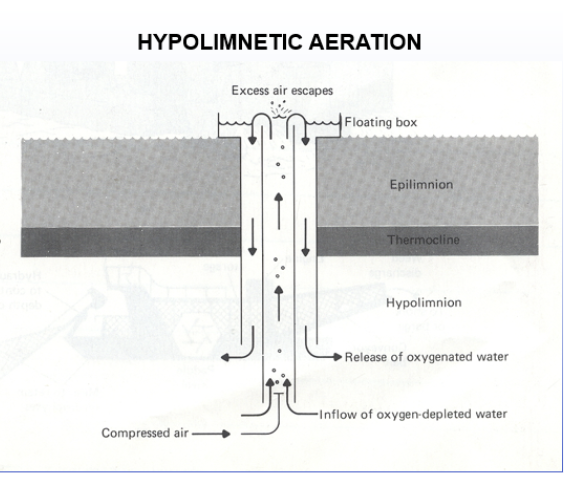<p class="Paragraph SCXW121455040 BCX0" style="text-align: left;"><span style="line-height: 20.925px;">-Water column aeration </span></p><ul><li><p class="Paragraph SCXW121455040 BCX0" style="text-align: left;"><span style="line-height: 20.925px;">bubbling air from the bottom of the water foutain </span></p></li></ul><ul><li><p class="Paragraph SCXW121455040 BCX0" style="text-align: left;"><span style="line-height: 20.925px;">problem: redistrubutes nutrients. You’re constantly pulling up the nutrients. But if you dont have a bunch of nutrients in the sediment at the bottom, this is a good method </span></p></li></ul><p class="Paragraph SCXW121455040 BCX0" style="text-align: left;"><span style="line-height: 20.925px;">-Hypolimnetic aeration </span></p><ul><li><p class="Paragraph SCXW121455040 BCX0" style="text-align: left;"><span style="line-height: 20.925px;">Allows the water to remain stratified </span></p></li></ul><ul><li><p class="Paragraph SCXW121455040 BCX0" style="text-align: left;"><span style="line-height: 20.925px;">removed the problem of preventing turnover, and you won’t get all the nutrients from the sediment </span></p></li></ul><p class="Paragraph SCXW121455040 BCX0" style="text-align: left;"><span style="line-height: 20.925px;">-Hypolimnetic sidestream pumping </span></p><ul><li><p class="Paragraph SCXW121455040 BCX0" style="text-align: left;"><span style="line-height: 20.925px;">comes in at the edge </span></p></li></ul><p></p>