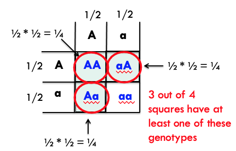 <p>¾ </p><ul><li><p>first, we can apply the product rule for each of these genotypes: AA, Aa, aa</p></li><li><p>then, we can apply the sum rule: ¼ AA, ¼ Aa, ¼ aa</p></li><li><p>¼ + ¼ + ¼ = ¾ </p></li></ul>