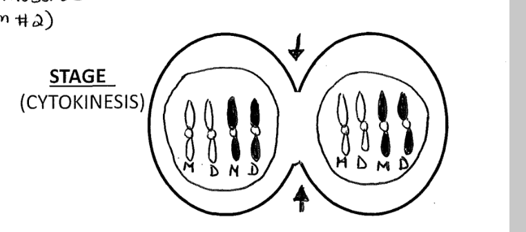 <p>cytokinesis: where the cell divides</p><p>in animal cells: a cleavage furrow is developed in the middle of where the two cells are dividing and pinches the cell causes them to separate</p><p>plant cells: a cell plate forms in the centre of the cells, sort of the cutting them away from each other, as a plant cell is to ridge to be pinched by a cleavage furrow)</p>