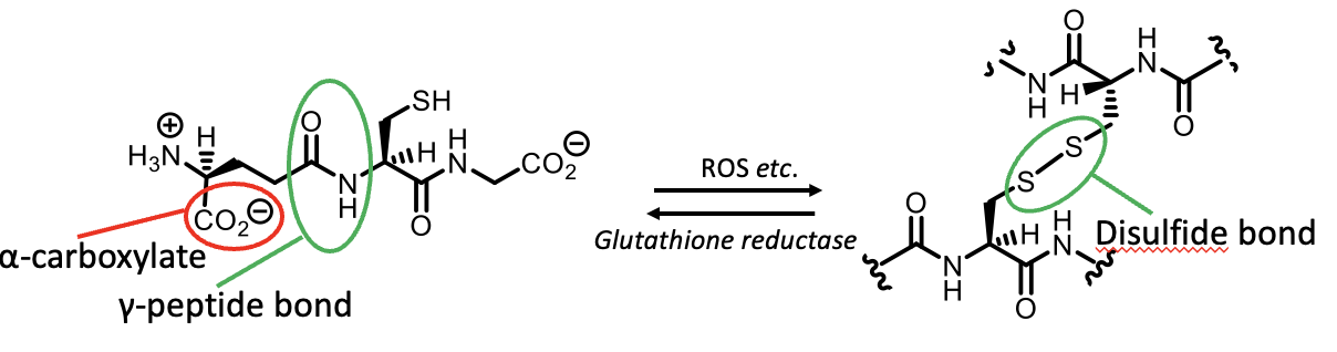 <p>Disulphide bond results from oxidation</p>